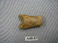 藏品(虎第一指骨)的圖片